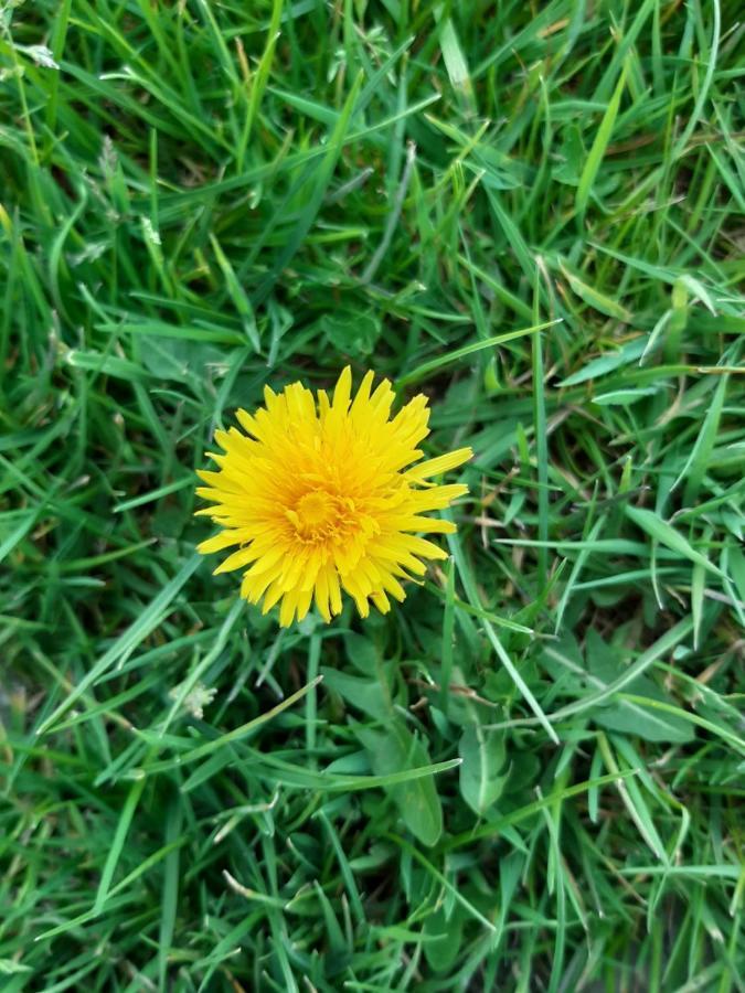 Le Cezembre Gite La Taniere Moidrey Bagian luar foto